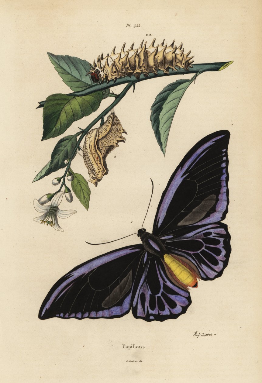 Ornithoptera Priamus Urvillianus 1 oraz poczwarka i larwa ptasznika zwyczajnego Troides Helena autorstwa Unbekannt