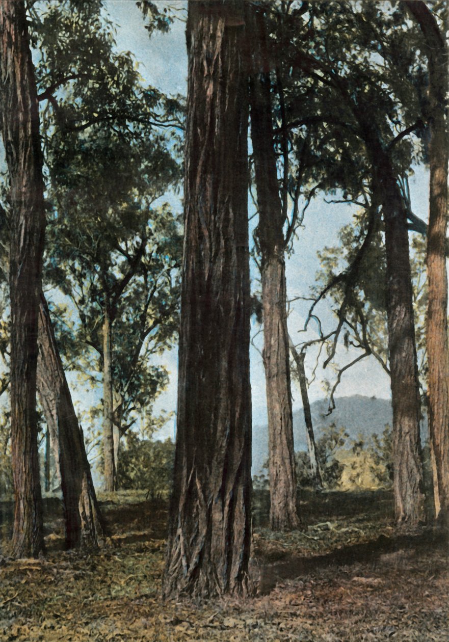 Nowa Gwinea. Le Bois De Fer, Papua Nowa Gwinea - Ironwood Trees, 1900. autorstwa Unbekannt