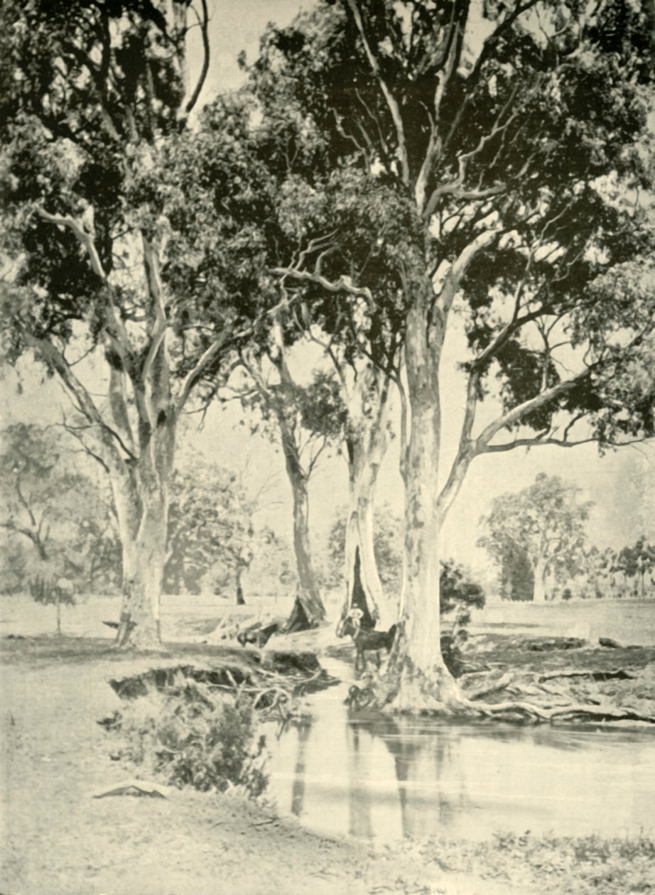 Stare dziąsła, Góra Crawford, Australia Południowa, 1901. autorstwa Unbekannt