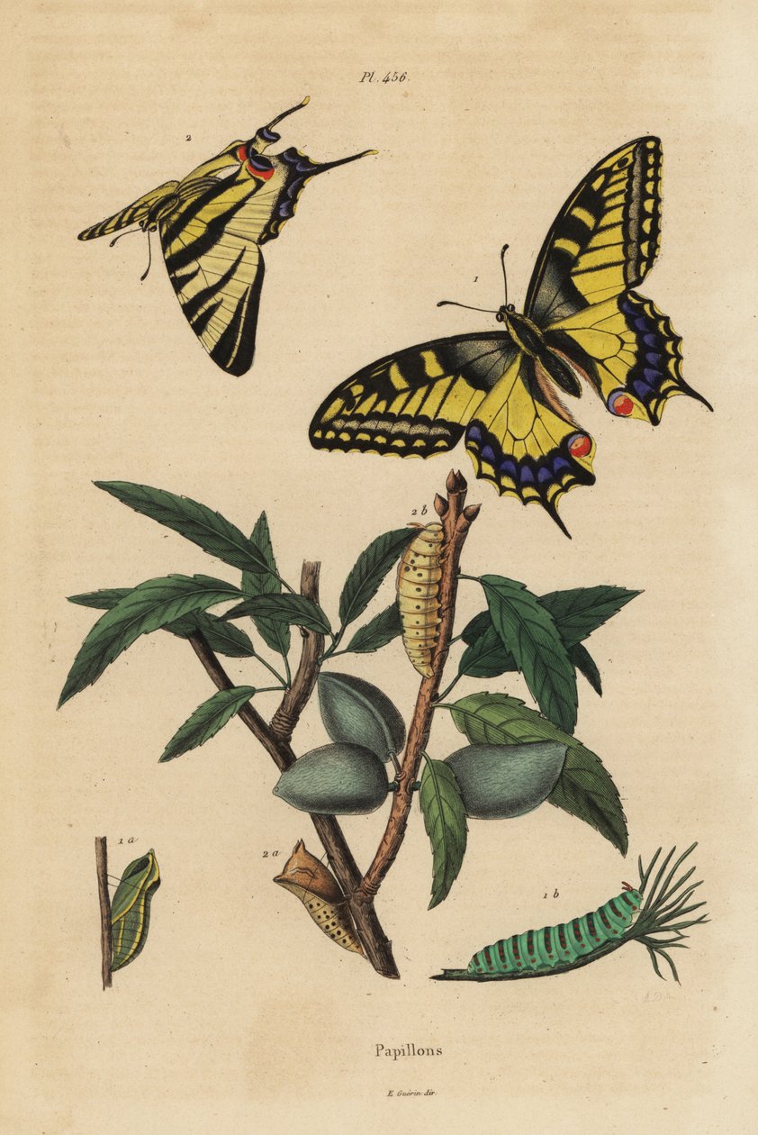 Październik Starego Świata , Papilio machaon 1 i rzadki paź królowej , Iphiclides podalirius 2 , larwa i poczwarka autorstwa Unbekannt
