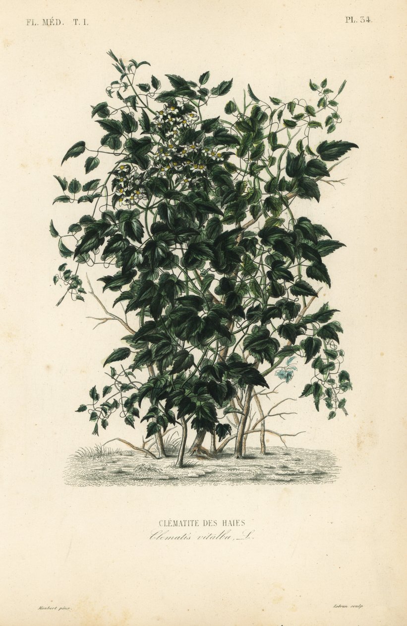 Broda starca i radość podróżnych, Clematis vitalba, Clematite des haies autorstwa Unbekannt
