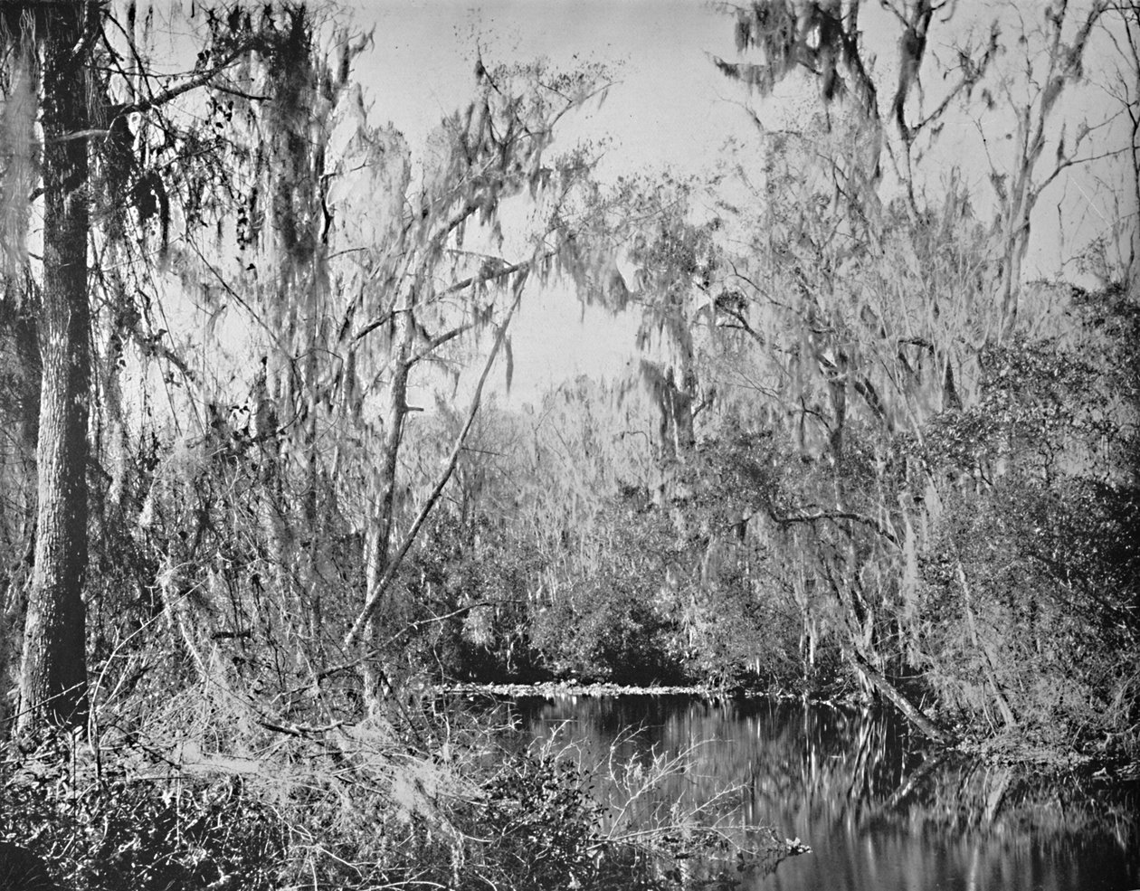 Na Governors Creek, Ocklawaha River, Floryda, c1897. autorstwa Unbekannt