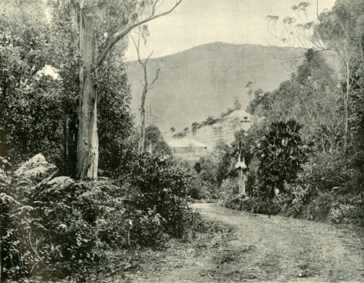 Na drodze Illawarra, NSW, 1901. autorstwa Unbekannt