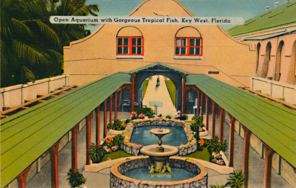 Otwarte akwarium ze wspaniałymi tropikalnymi rybami, Key West, Floryda, c1940 autorstwa Unbekannt