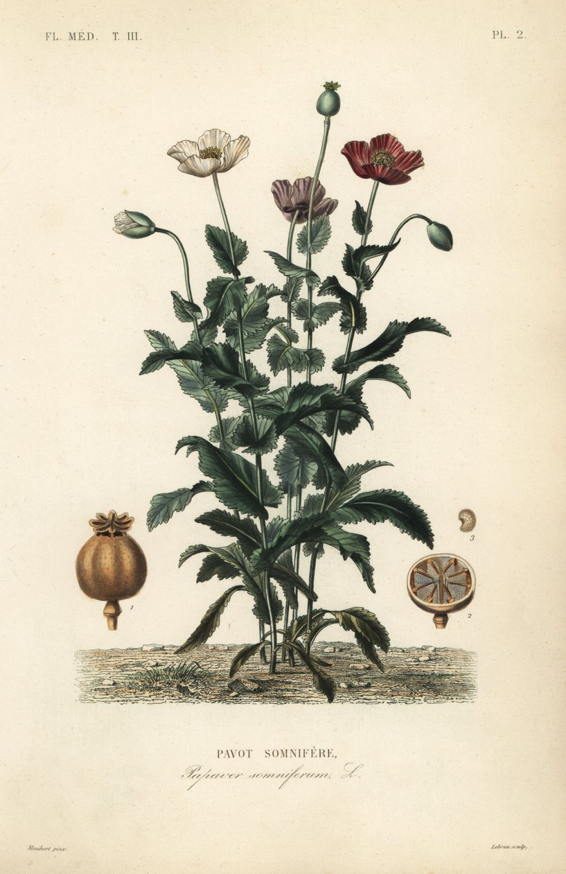 Mak lekarski, Poppy somniferum, Pavot somnifere autorstwa Unbekannt