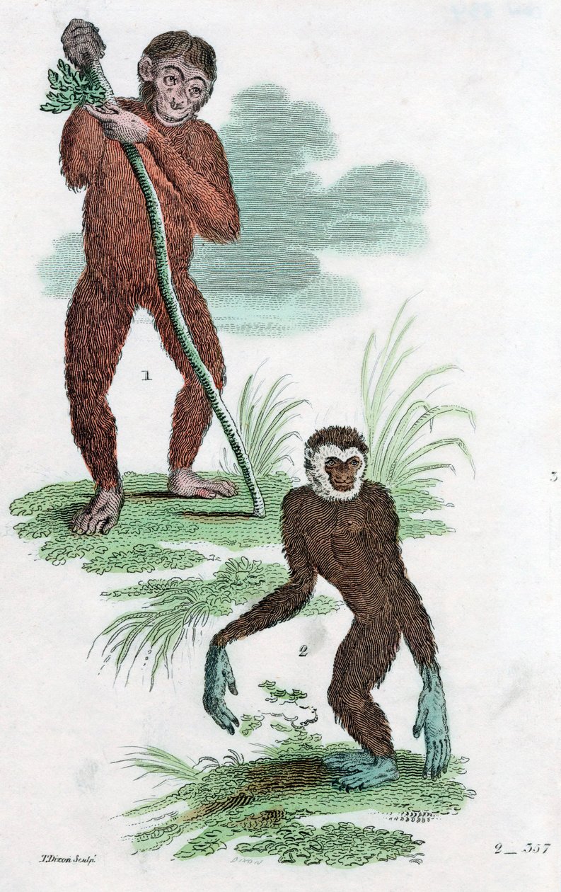 Dłużnicy i Gibbon, 1822 autorstwa Unbekannt