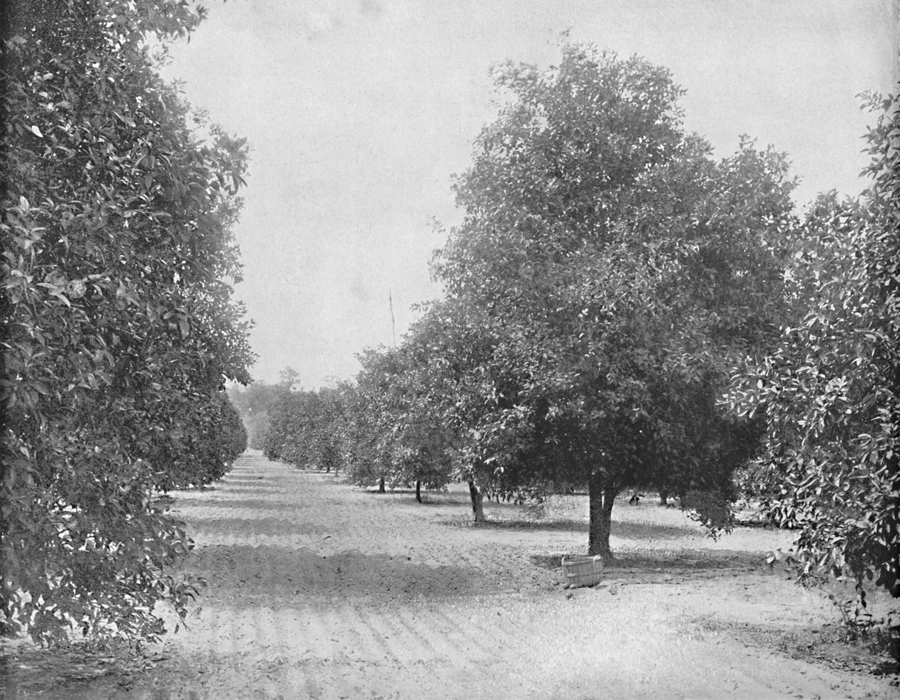 Orange Grove, Sewilla, Floryda, c1897. autorstwa Unbekannt