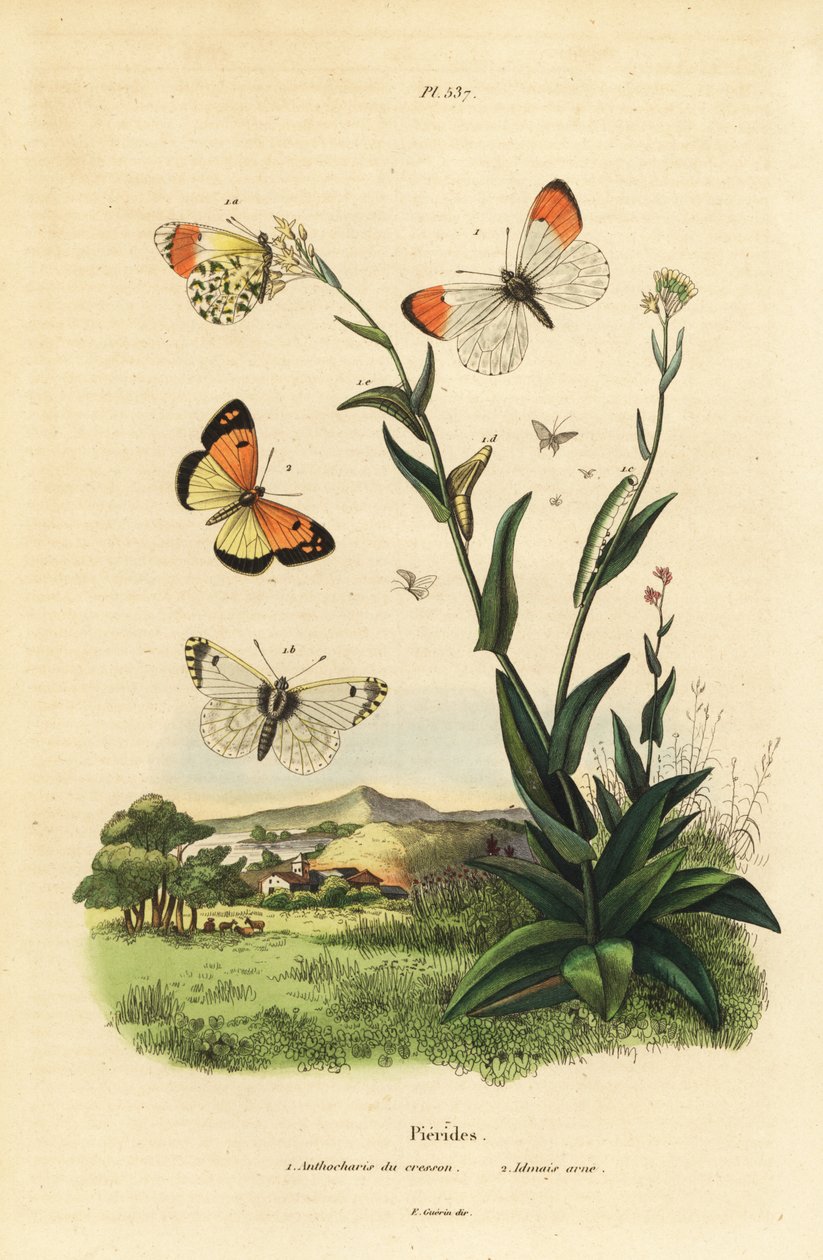 Motyl pomarańczowy, kardaminy Anthocharis, poczwarka i gąsienica 1 oraz arab niebieski, Colotis phisadia phisadia 2 autorstwa Unbekannt