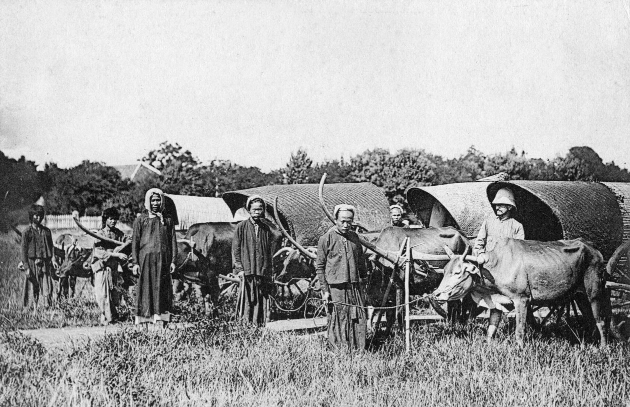 Wozy wołowe, Cochin Chiny, Wietnam, XX w. autorstwa Unbekannt