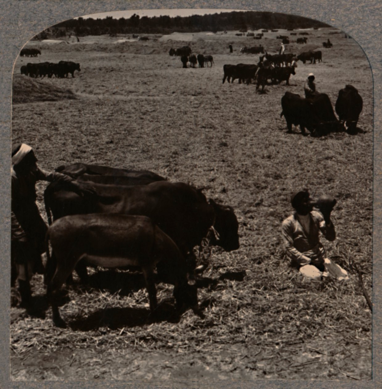 Woły depczące kukurydzę, ok. 1900 autorstwa Unbekannt