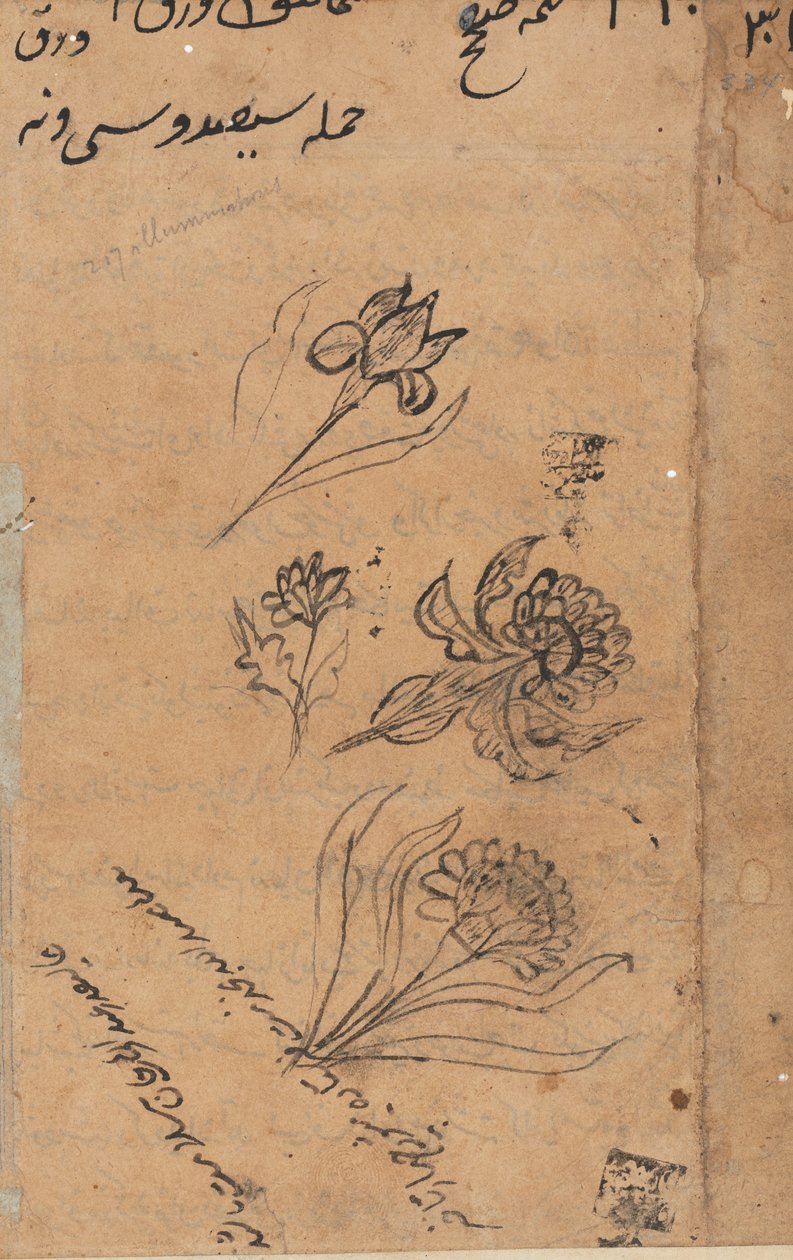 Strona z Opowieści papugi Tuti-nama: strona tekstowa, c. 1560. autorstwa Unbekannt