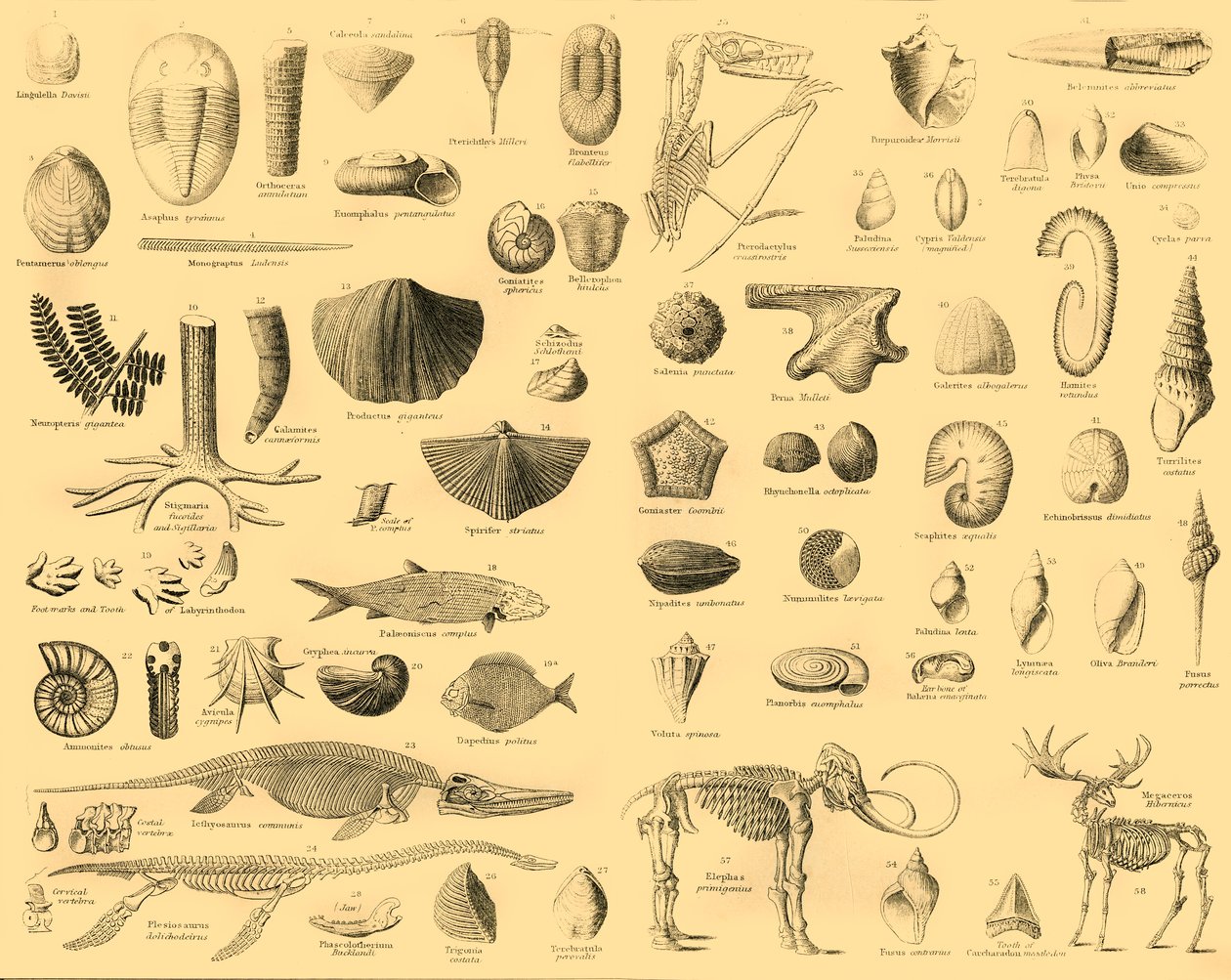 Paleontologia, ok. 1910. autorstwa Unbekannt