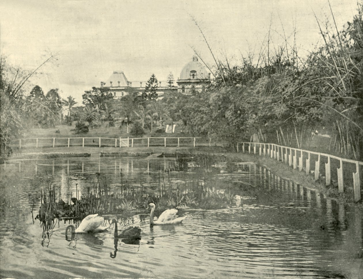 Staw papirusowy, Ogrody Botaniczne Brisbane, 1901. autorstwa Unbekannt