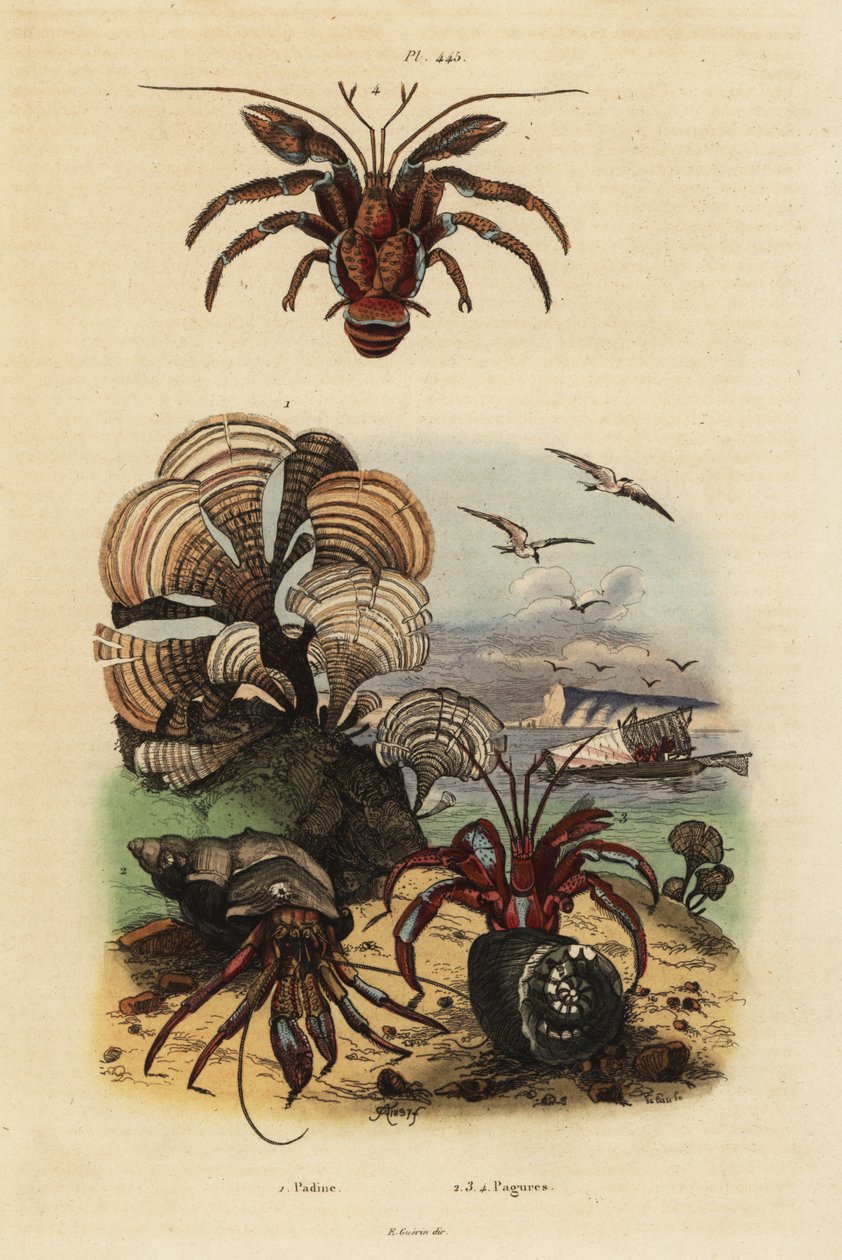 Glony pawich ogonów , Padina pavonica 1 , pospolity krab pustelnik , Pagurus bernhardus 2 , niebieskooki krab pustelnik , Paragiopagurus diogenes 3 i Pagurus alatus 4 autorstwa Unbekannt