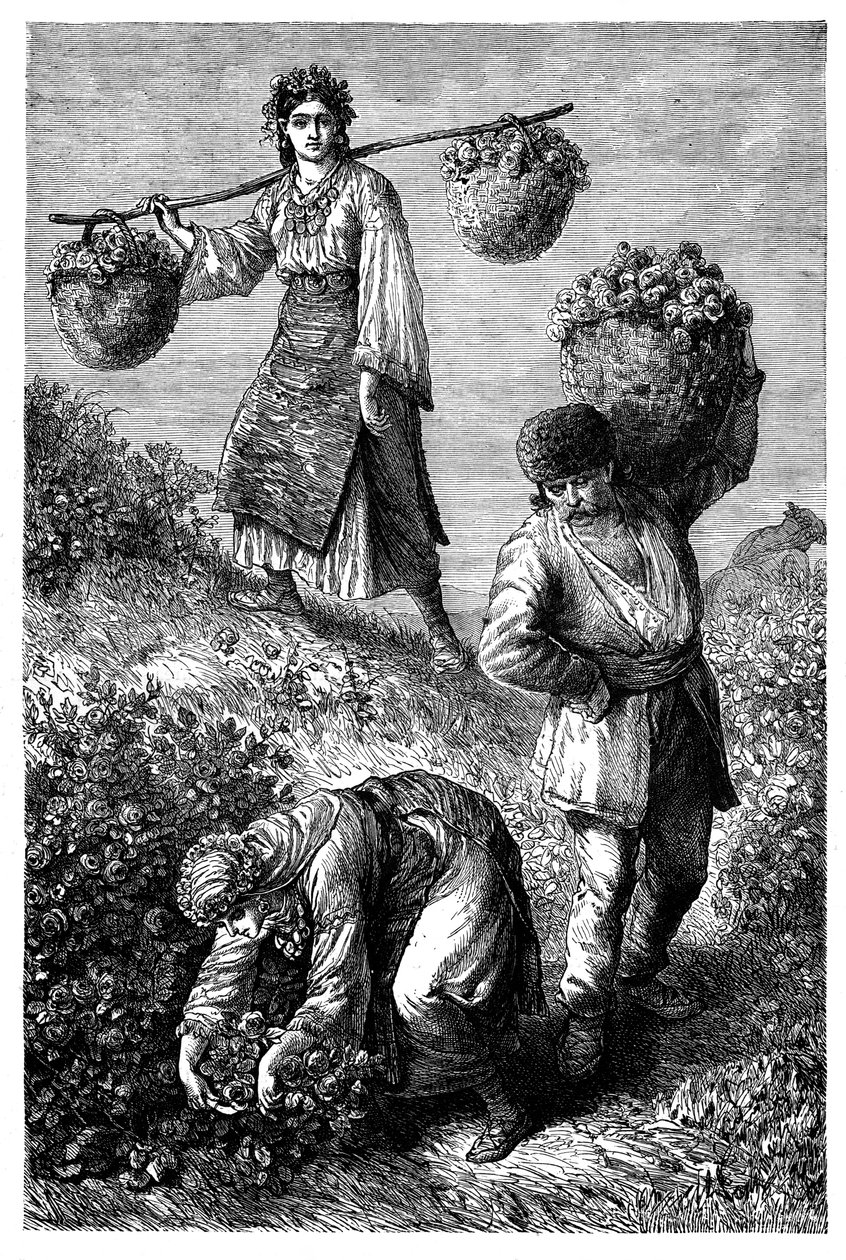 Chłopi zbierający róże w Rumelii, ok. 1890 r. autorstwa Unbekannt