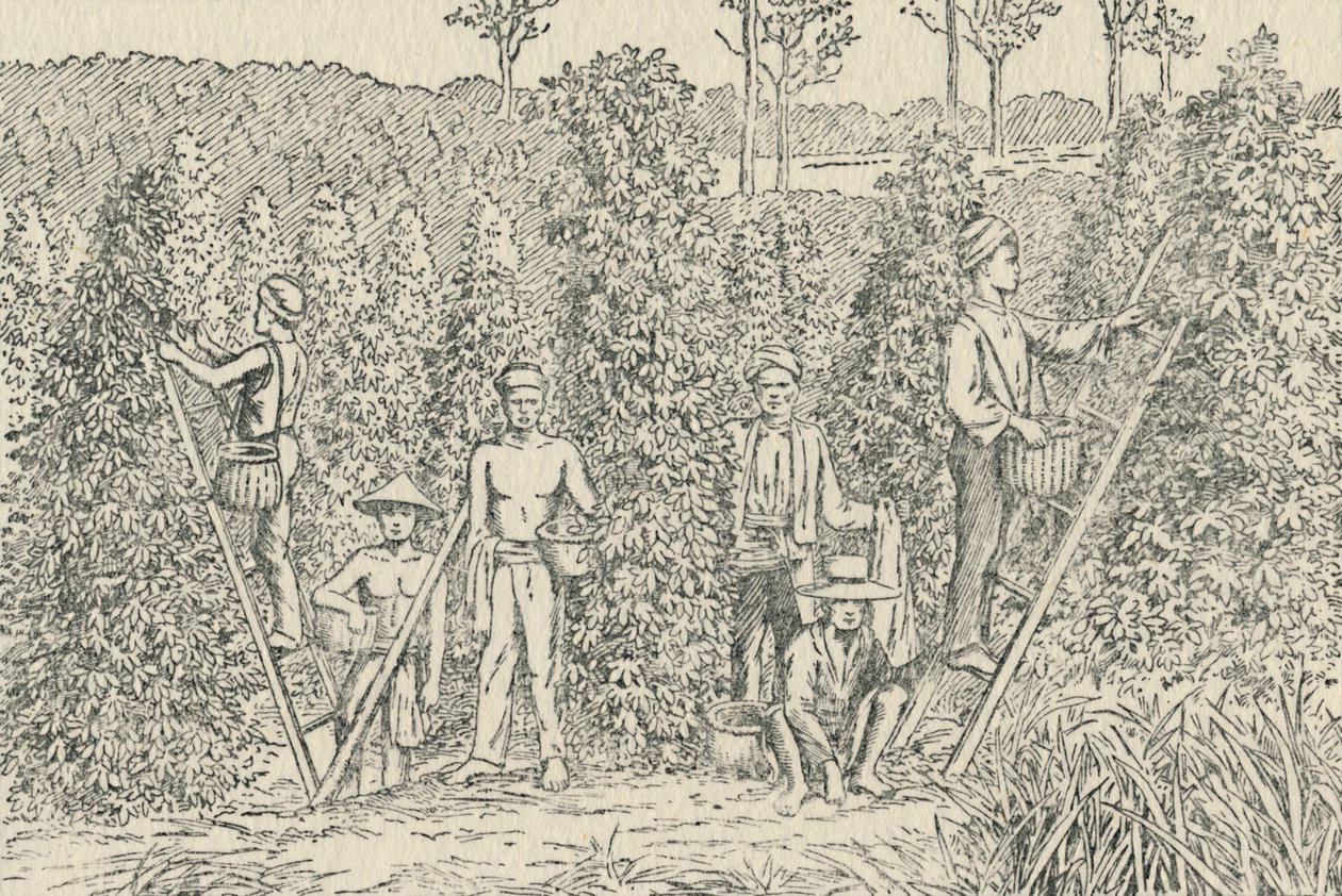 Plantacja Papryki, 1924 autorstwa Unbekannt