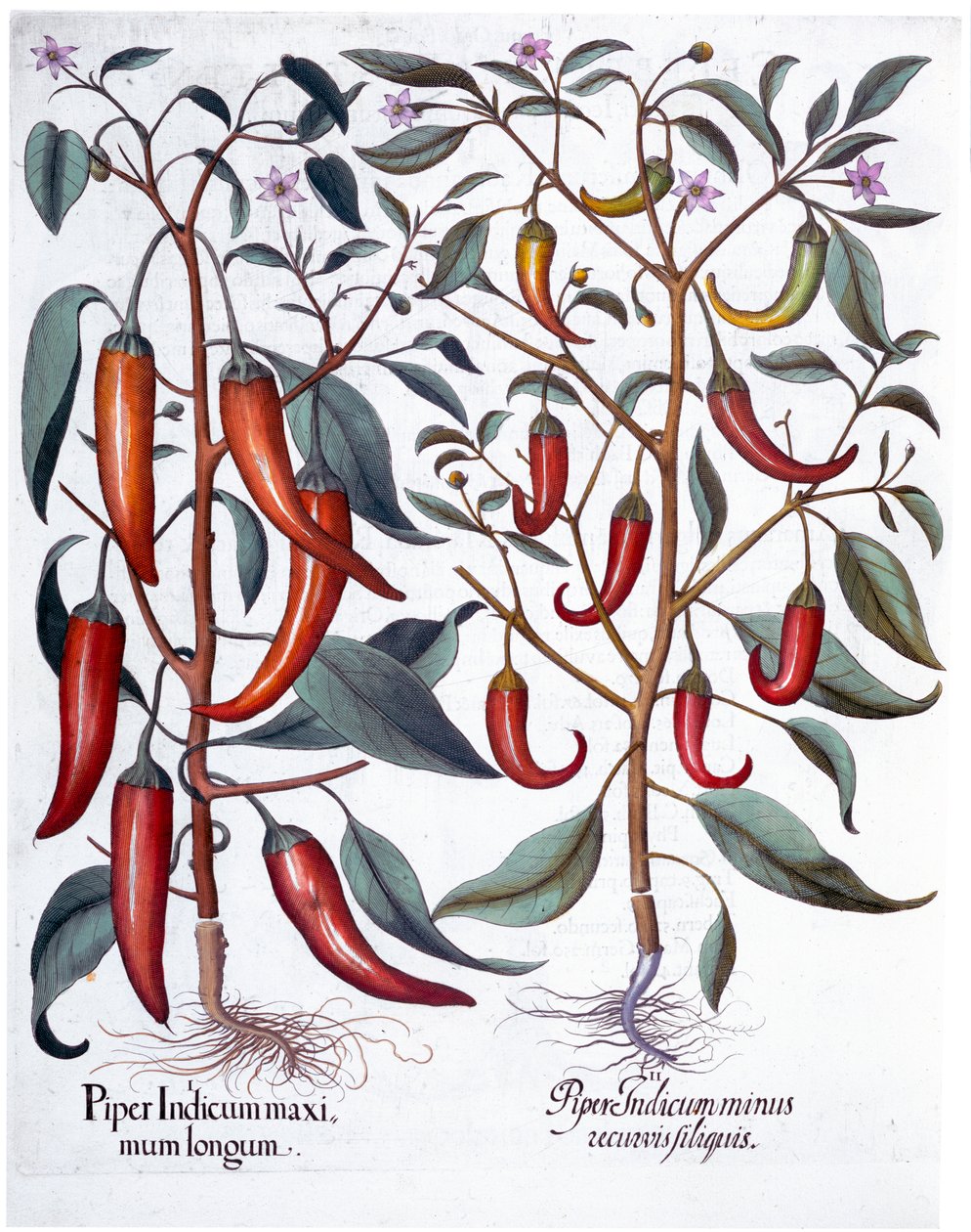 Papryka, 1613 autorstwa Unbekannt
