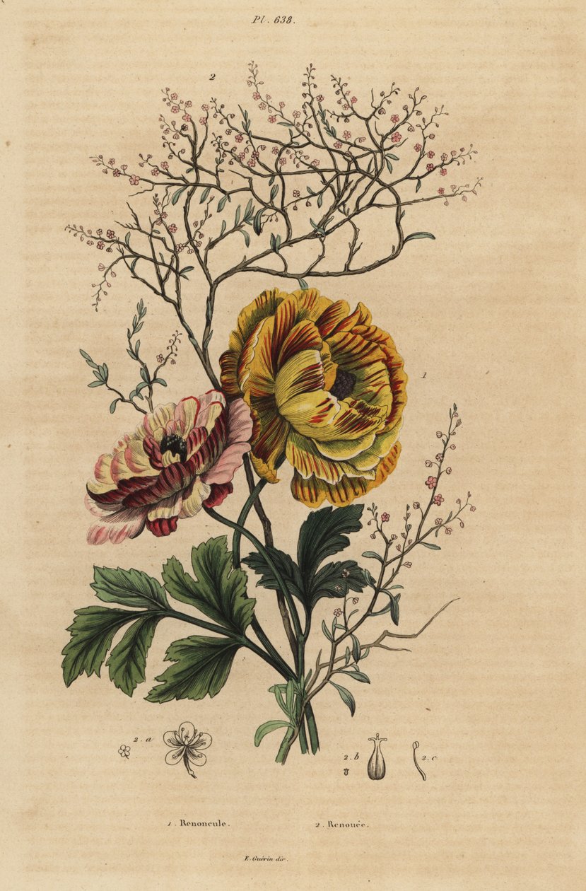 Jaskier perski, Ranunculus asiaticus 1 i chińskie indygo, Persicaria tinctoria 2. Renoncule, Renouee autorstwa Unbekannt