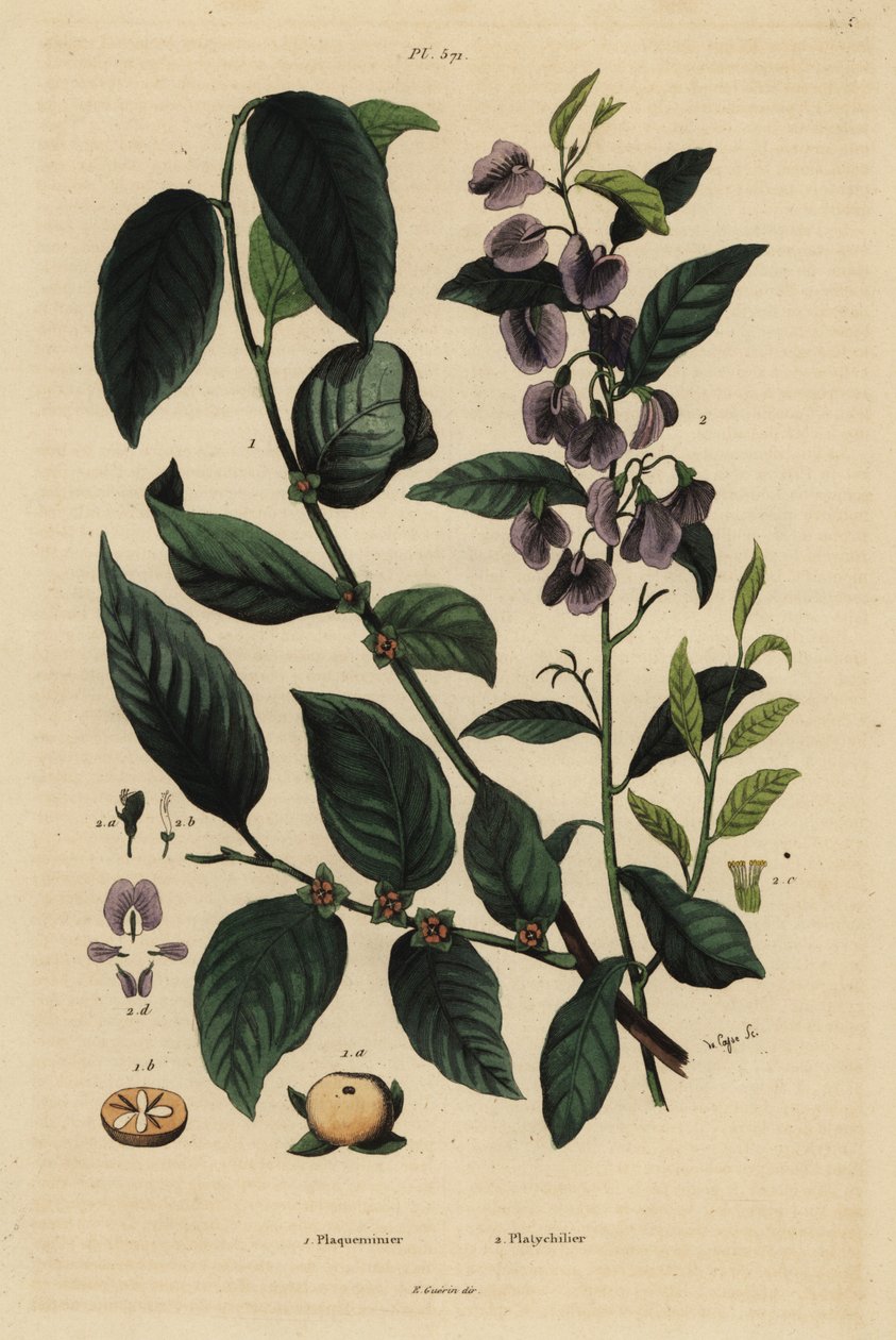 Persimmon, Dospyros khaki 1, i krzew hovay lub curry blue, Hovea elliptica Platychilum celsianum 2. Plaqueminier, Platychilier autorstwa Unbekannt
