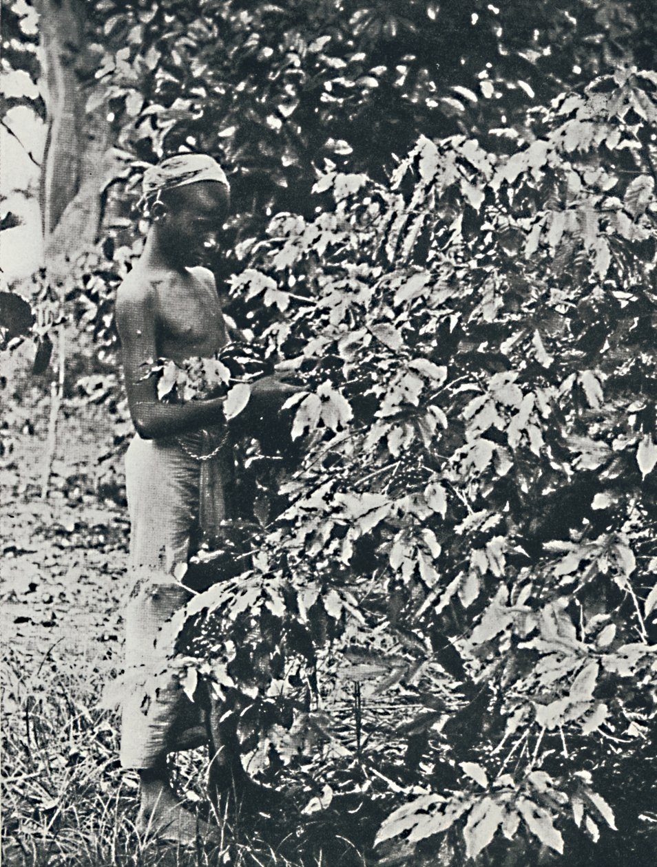 Zbieranie kawy, 1916 autorstwa Unbekannt