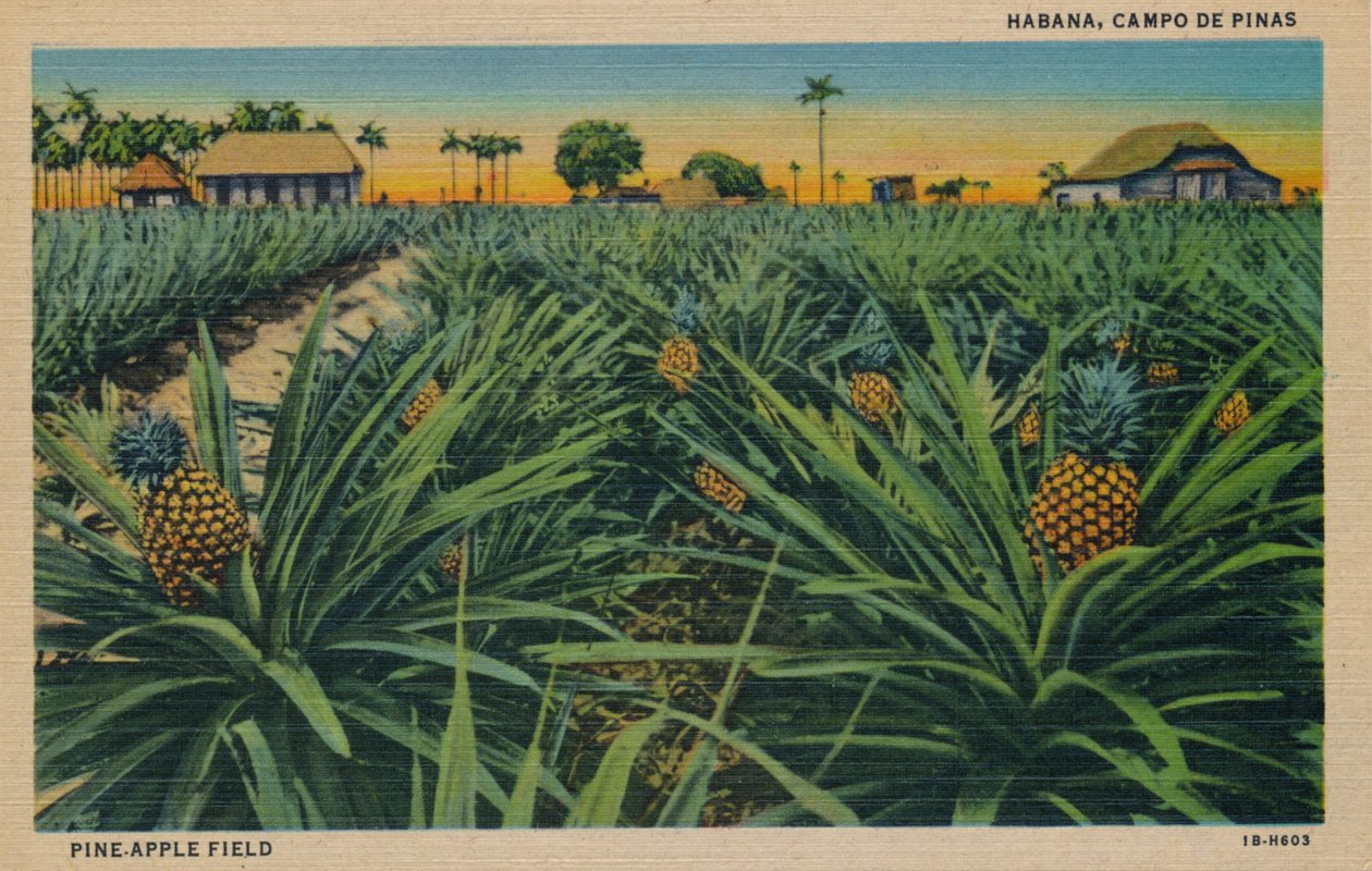 Pole sosnowo-jabłkowe - Hawana, Campo De Pinas, c1910 autorstwa Unbekannt
