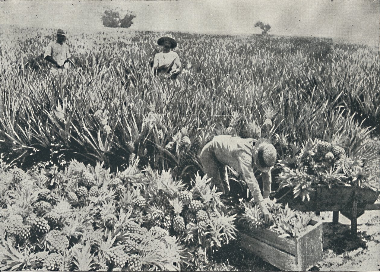 Plantacja Sosny i Jabłka, 1916 autorstwa Unbekannt