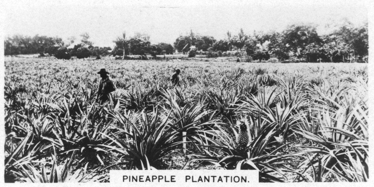 Plantacja ananasów, Australia, 1928 autorstwa Unbekannt
