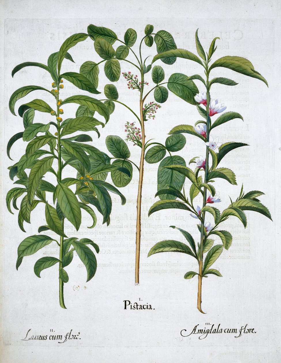 Orzech pistacjowy, Laurus Nobilis i Migdał, 1613 autorstwa Unbekannt