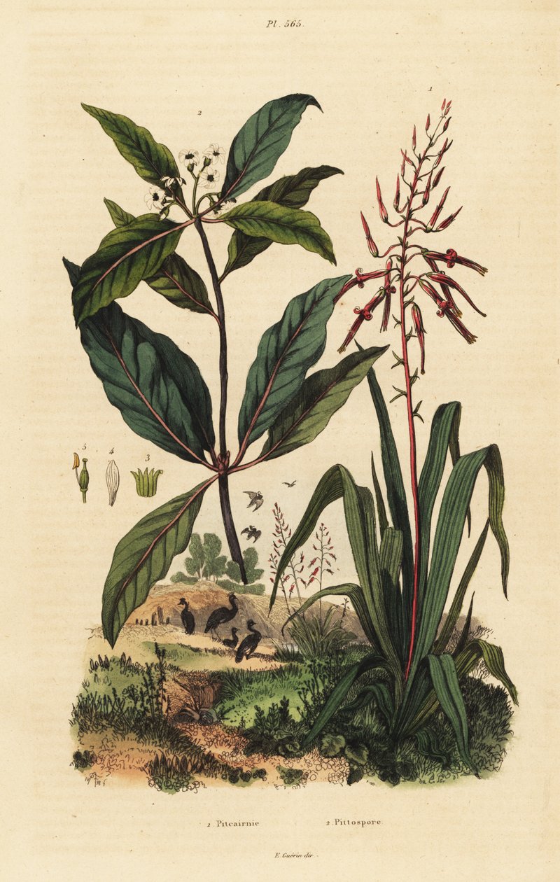 Pitcairnia bifrons 1 i wiktoriański bukszpan Pittosporum undulatum 2 autorstwa Unbekannt
