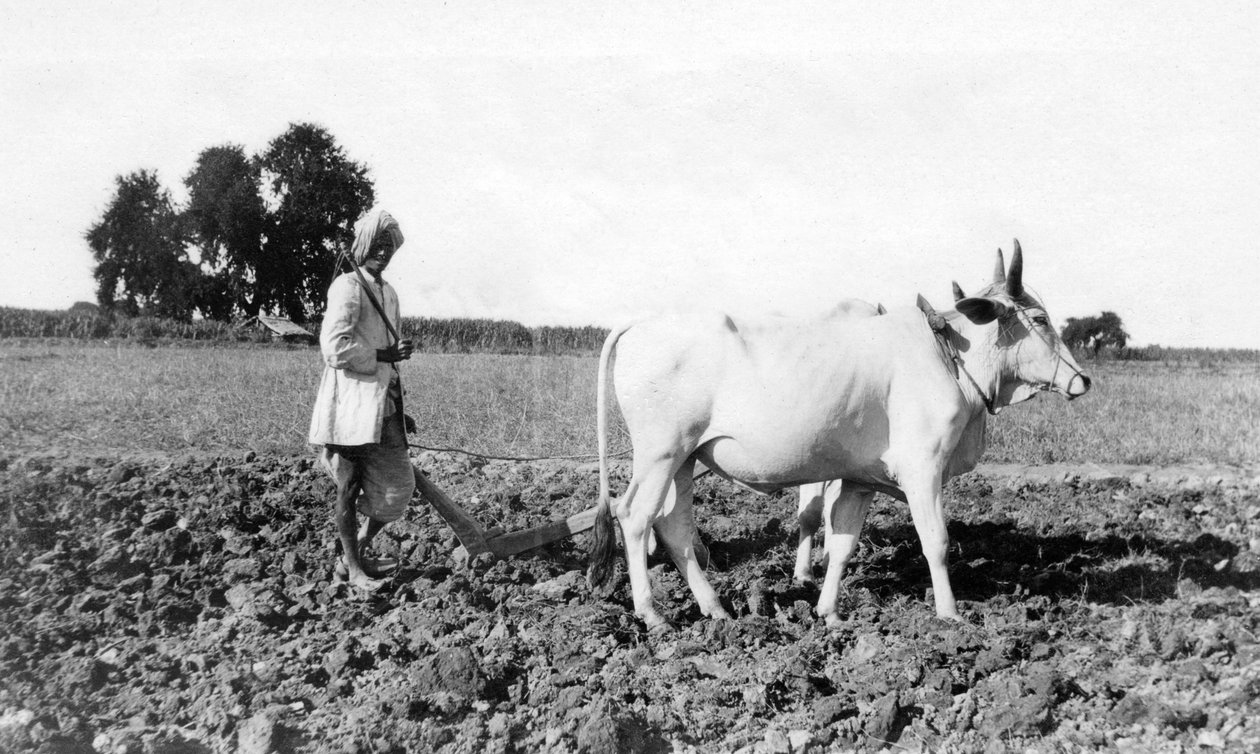 Orka w Indiach, 1917 autorstwa Unbekannt