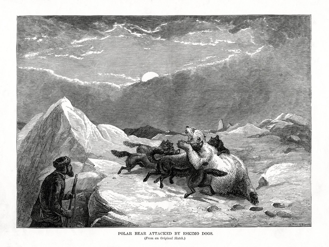 Niedźwiedź polarny zaatakowany przez eskimoskie psy, 1877 autorstwa Unbekannt