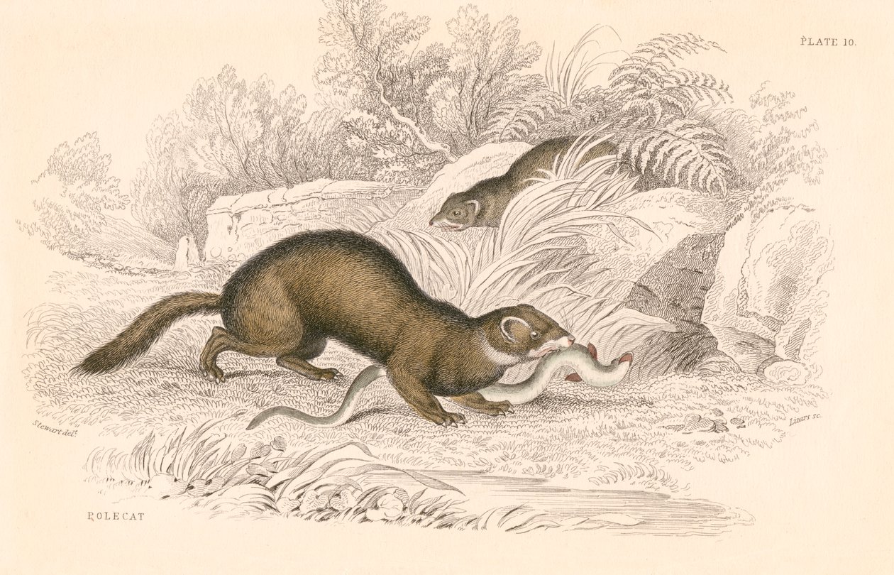Polecat Mustela putorius, członek rodziny łasic, 1828 autorstwa Unbekannt
