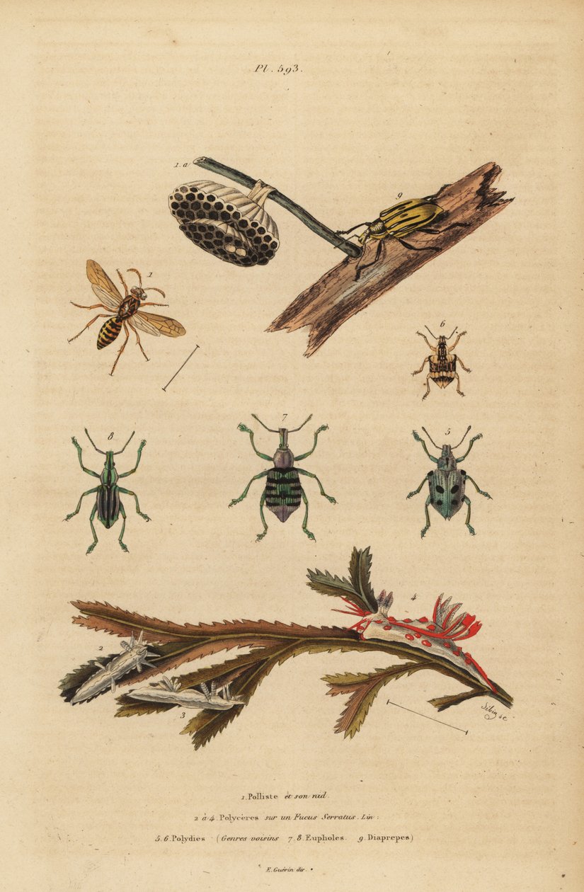 Polistes gallicus, osa papiernicza i gniazdo, ryjkowiec błękitny, Eupholus schoenherri, ryjkowiec korzeniowy, Diaprepes abbreviatus, ślimaki morskie Polycera, Ancula gibbosa, ancula atlantycka, na wodorostach autorstwa Unbekannt