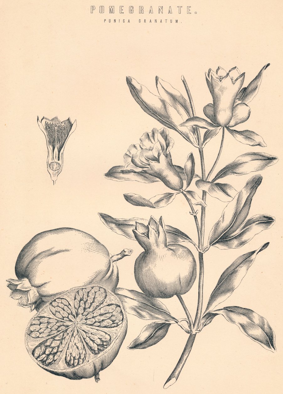 Granat, XIX w. autorstwa Unbekannt