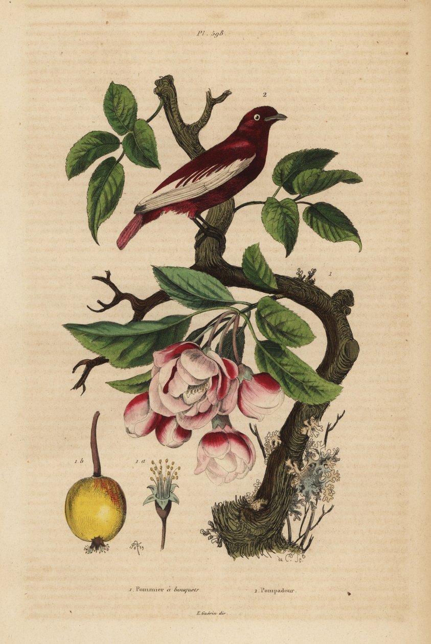 Pompadour cotinga, Xipholena punicea, na jabłoni, Malus pumila, owoc, kwiat Pompadour i jabłoń z bukietami autorstwa Unbekannt