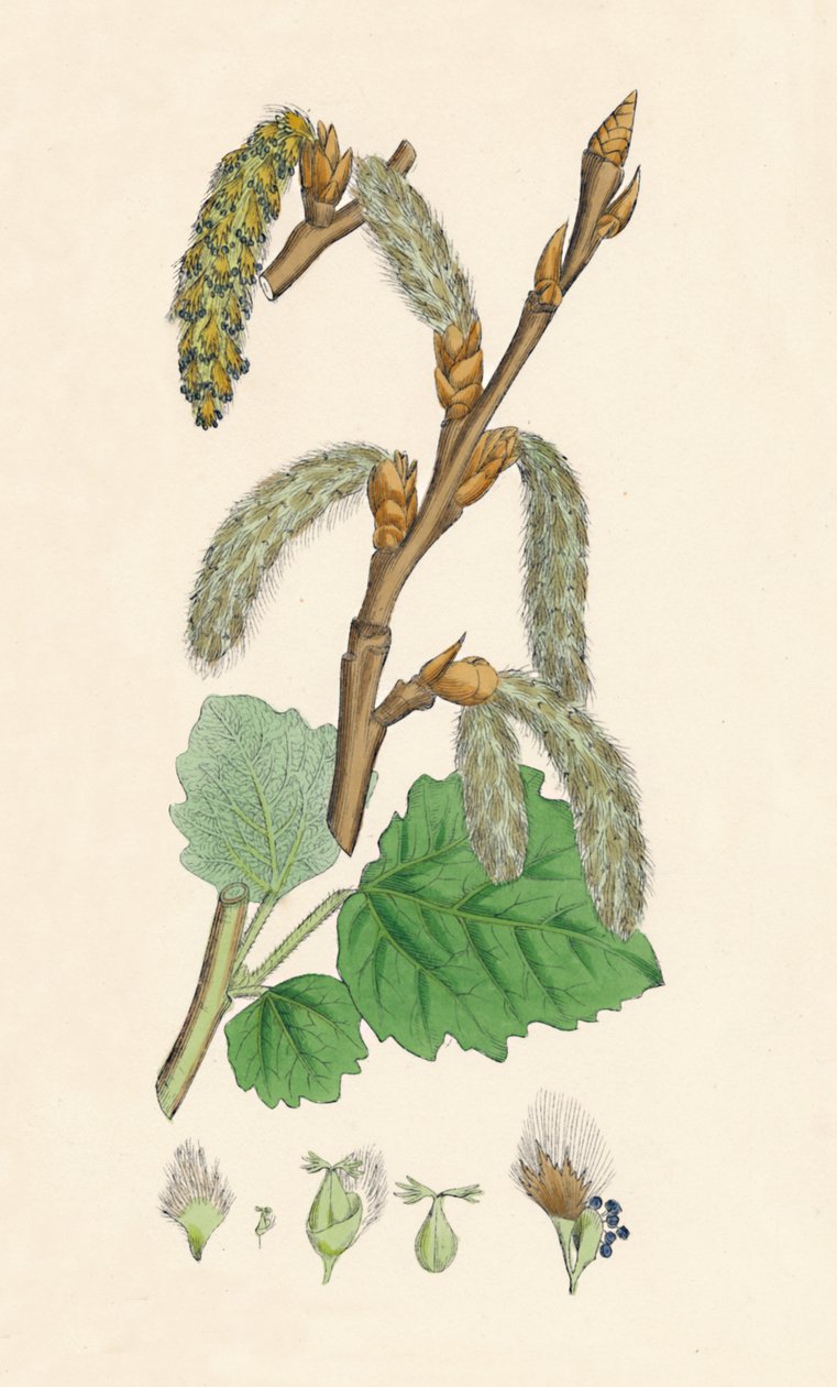 Populus canescens. Topola szara, XIX w. autorstwa Unbekannt