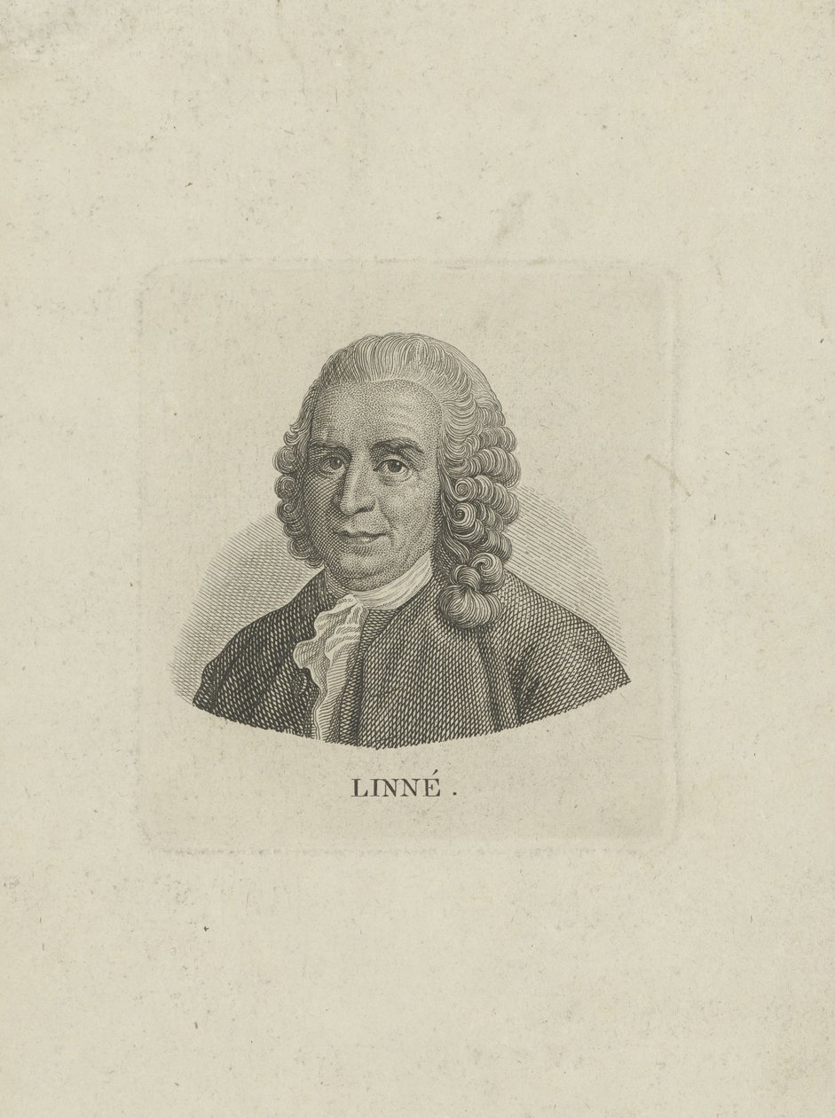 Portret Karola Linneusza 1707-1778, c. 1780. autorstwa Unbekannt