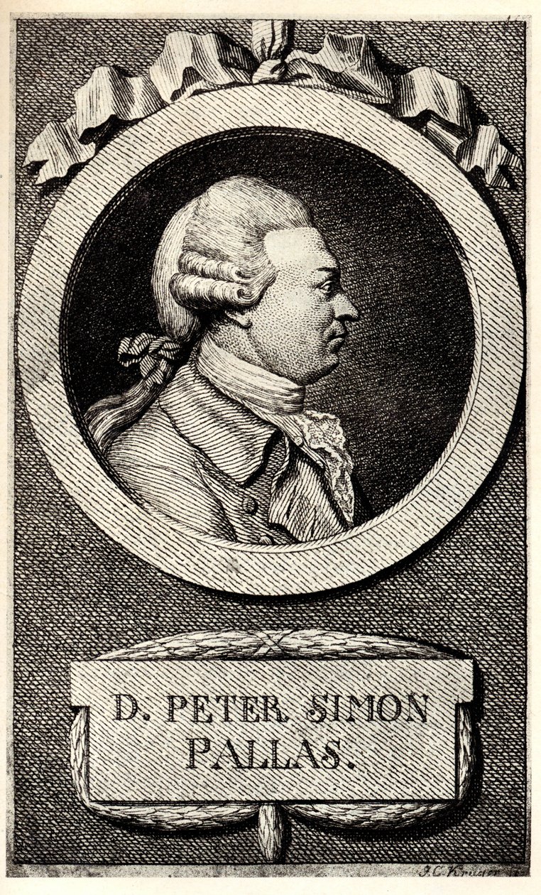 Portret zoologa i botanika Petera Simona Pallasa 1741-1811, pocz. autorstwa Unbekannt