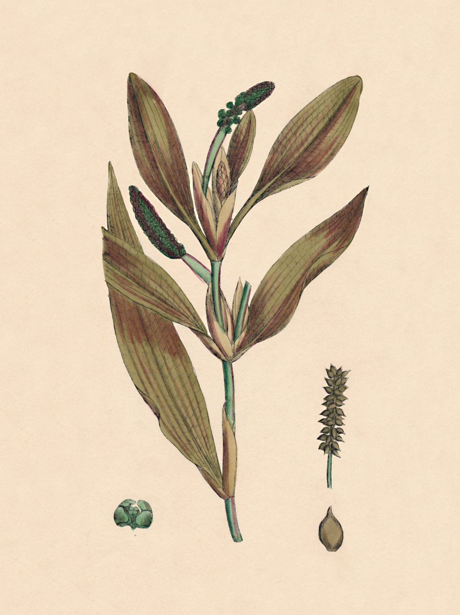 Rufescens Potamogeton. Czerwonawa rdestnica, XIX w. autorstwa Unbekannt