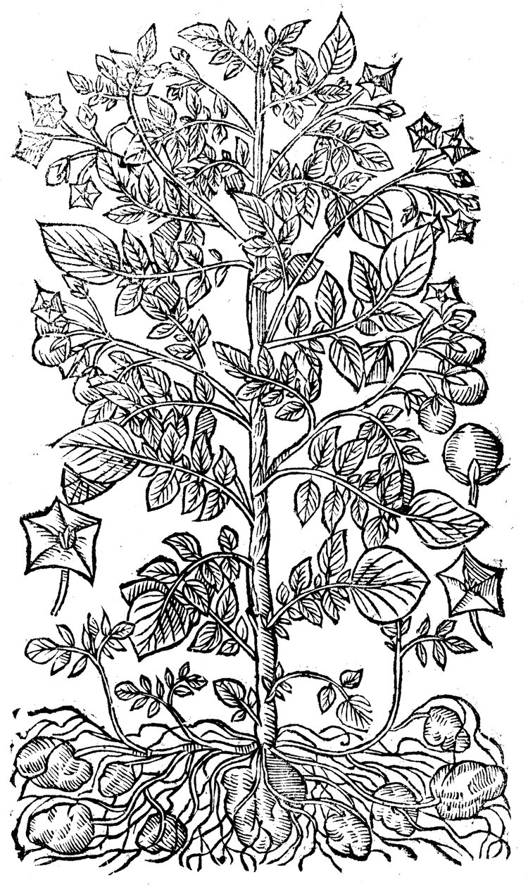Ziemniak, 1640 autorstwa Unbekannt