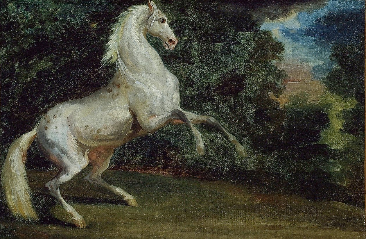 Pyszałkowaty koń, 180812. autorstwa Unbekannt