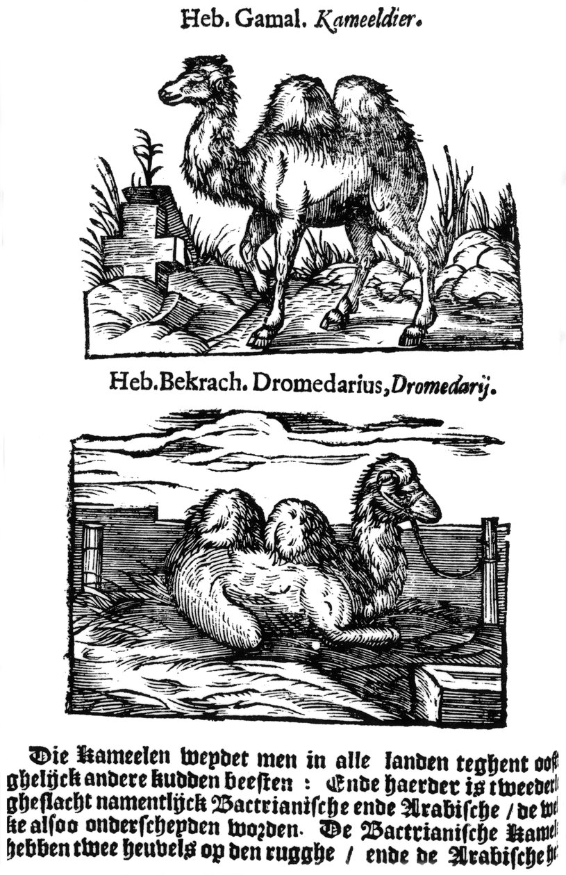 Pre-dwumianowa klasyfikacja gatunków, 1644 autorstwa Unbekannt