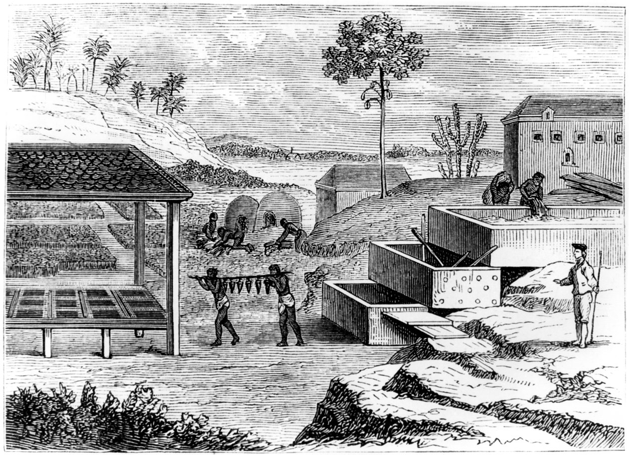 Przygotowanie indygo, Santo Domingo, 1873 autorstwa Unbekannt