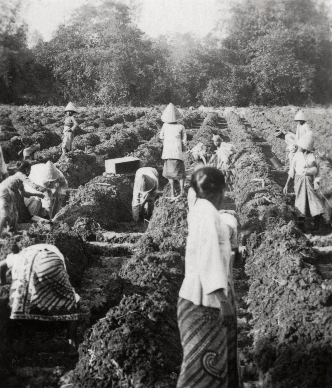 Przygotowanie kanałów irygacyjnych na plantacji cukru, Jawa, Holenderskie Indie Wschodnie, 1927 autorstwa Unbekannt