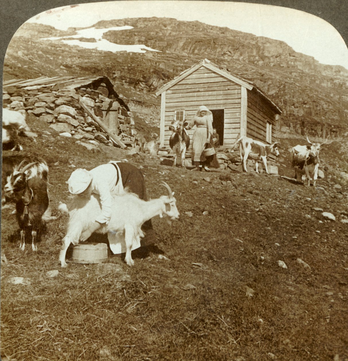 Ładne Norweżki pasące krowy i kozy w górach Haukeli, Norwegia, ok. 1905. autorstwa Unbekannt