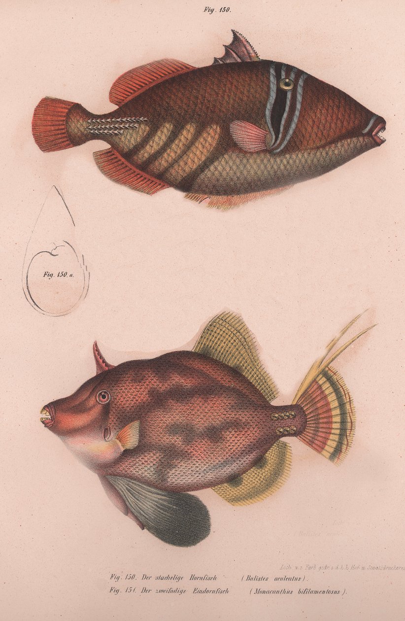 Kolczaste Batistes aculeatus, Monacanthus bifilamentosus, ok. 1850 autorstwa Unbekannt