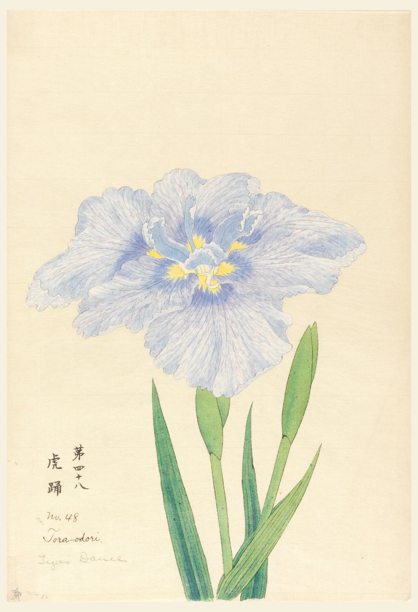 Grafika, Taniec tygrysa (Tora-Odori), nr 48 autorstwa Unbekannt