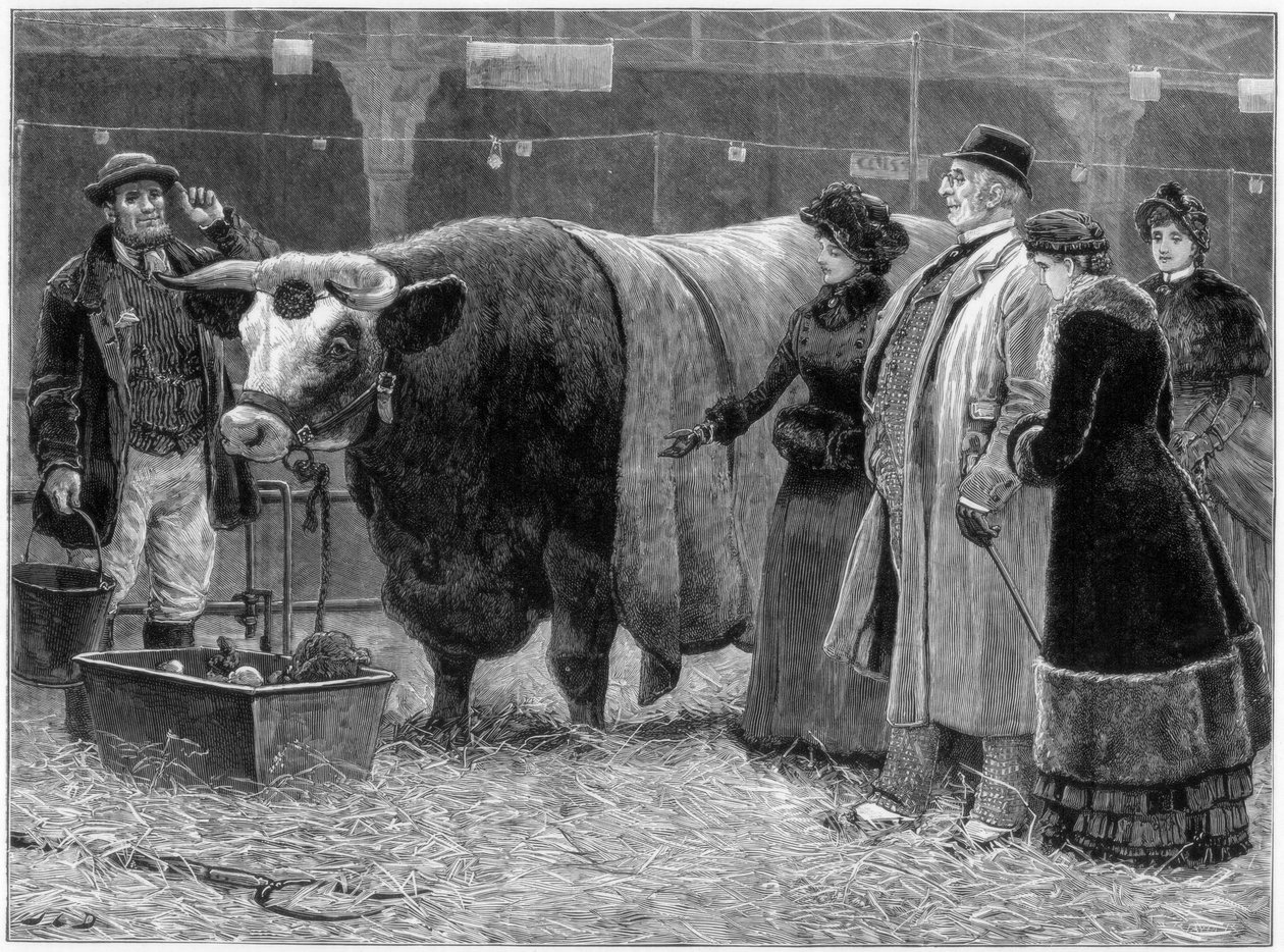 Byk nagrody, 1883 r. autorstwa Unbekannt