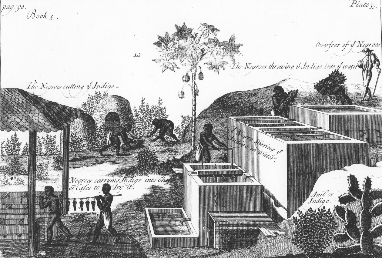 Produkcja barwnika indygo przy niewolniczej pracy: Indie Zachodnie lub Ameryka Środkowa, 1725 autorstwa Unbekannt