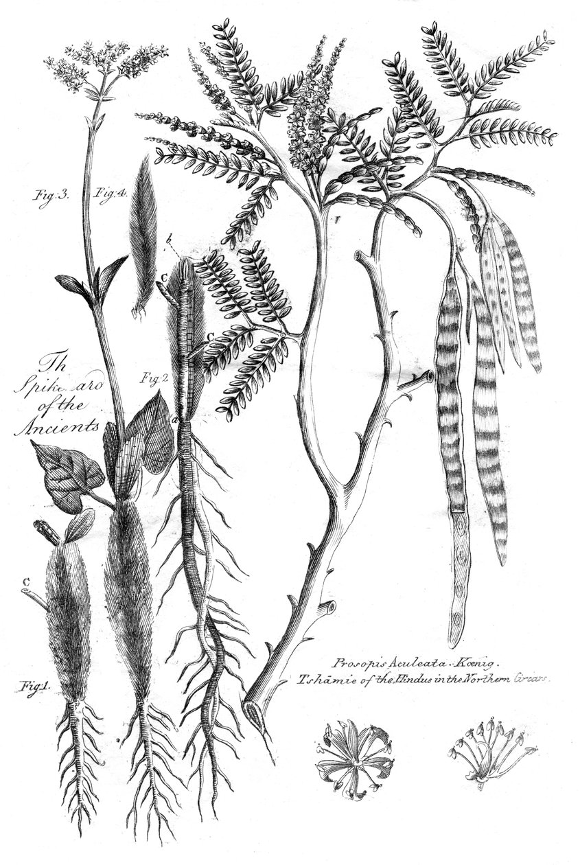 Prosopis Aculeata, 1799 autorstwa Unbekannt